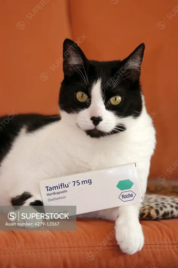 cat with tamiflu