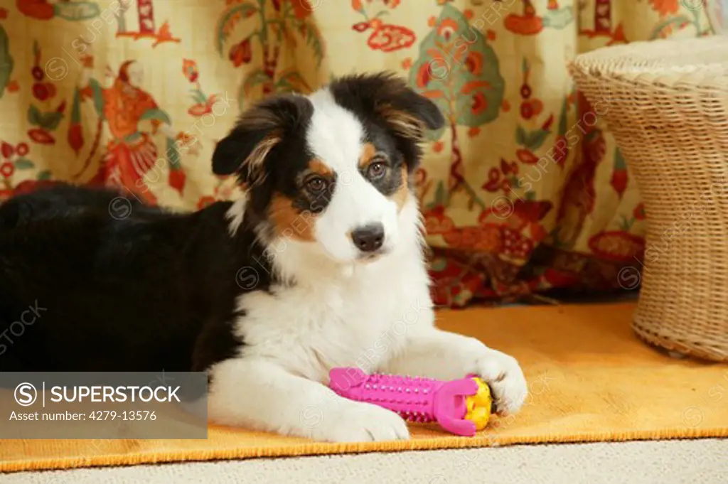 young Border Collie dog with toy