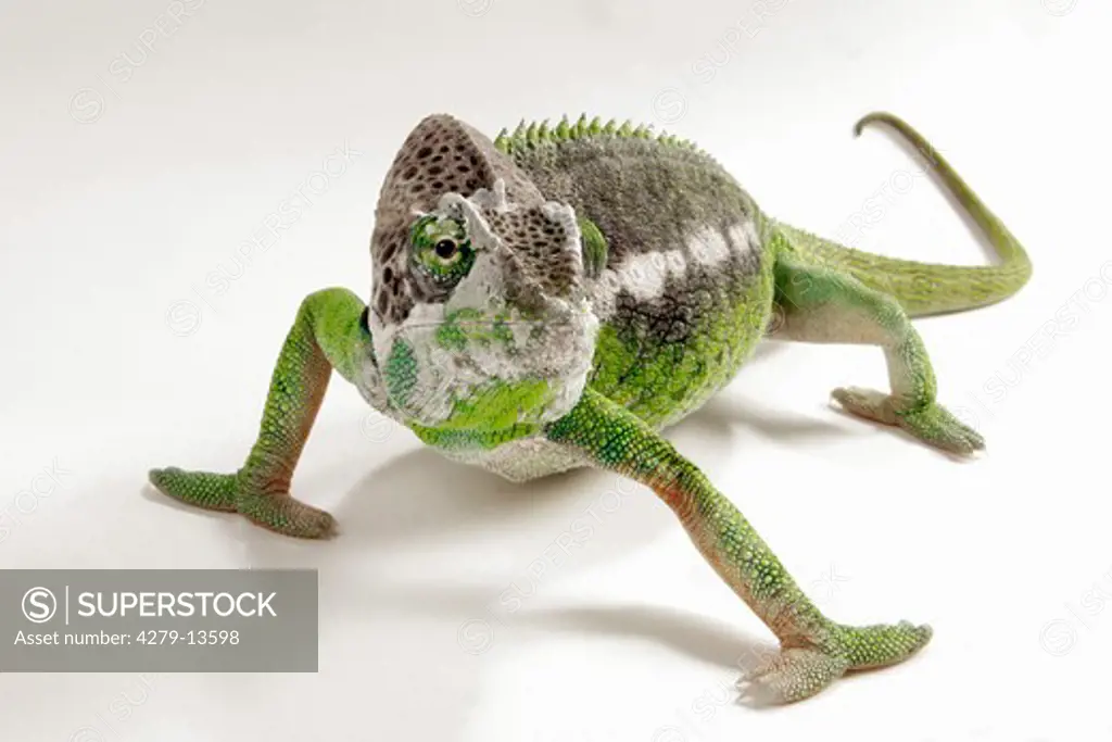 giant chameleon - cut out, Chamaeleo verrucosus