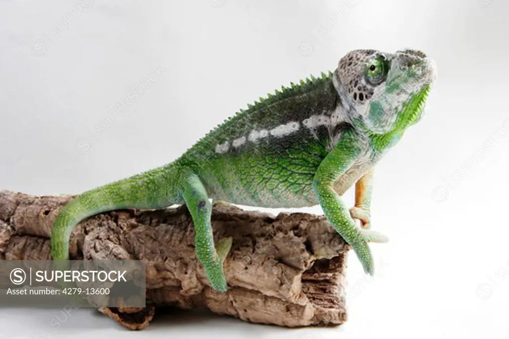giant chameleon - on root, Chamaeleo verrucosus