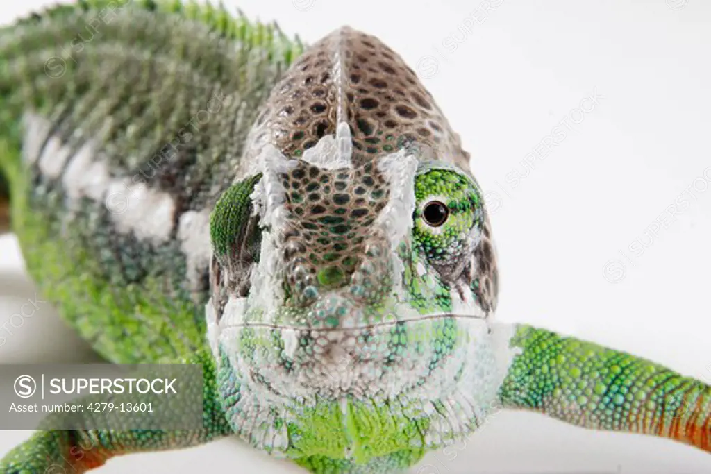 giant chameleon - cut out, Chamaeleo verrucosus