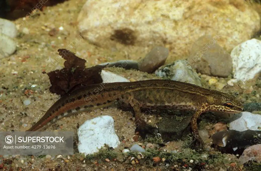 palmate newt - in flat waters, Triturus helveticus