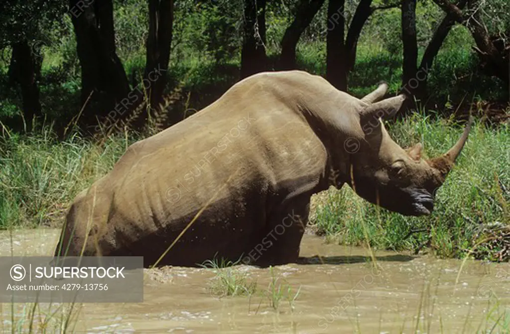 square-lipped rhinoceros - in water, Ceratotherium simum