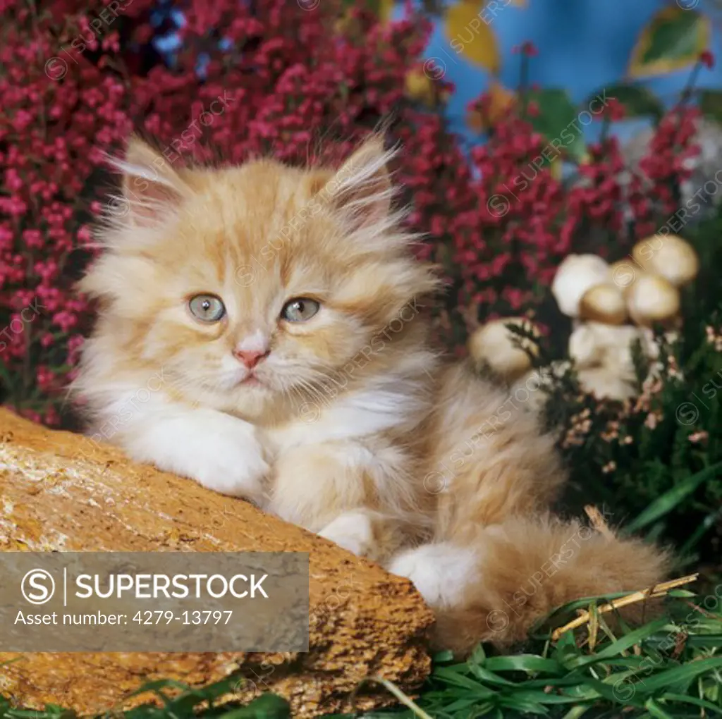 young persian kitten