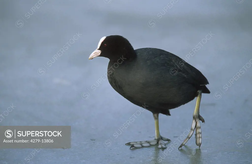 coot - standing on ice, Fulica atra