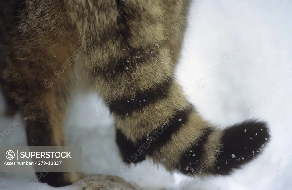 tail of a wild cat, Felis silvestris