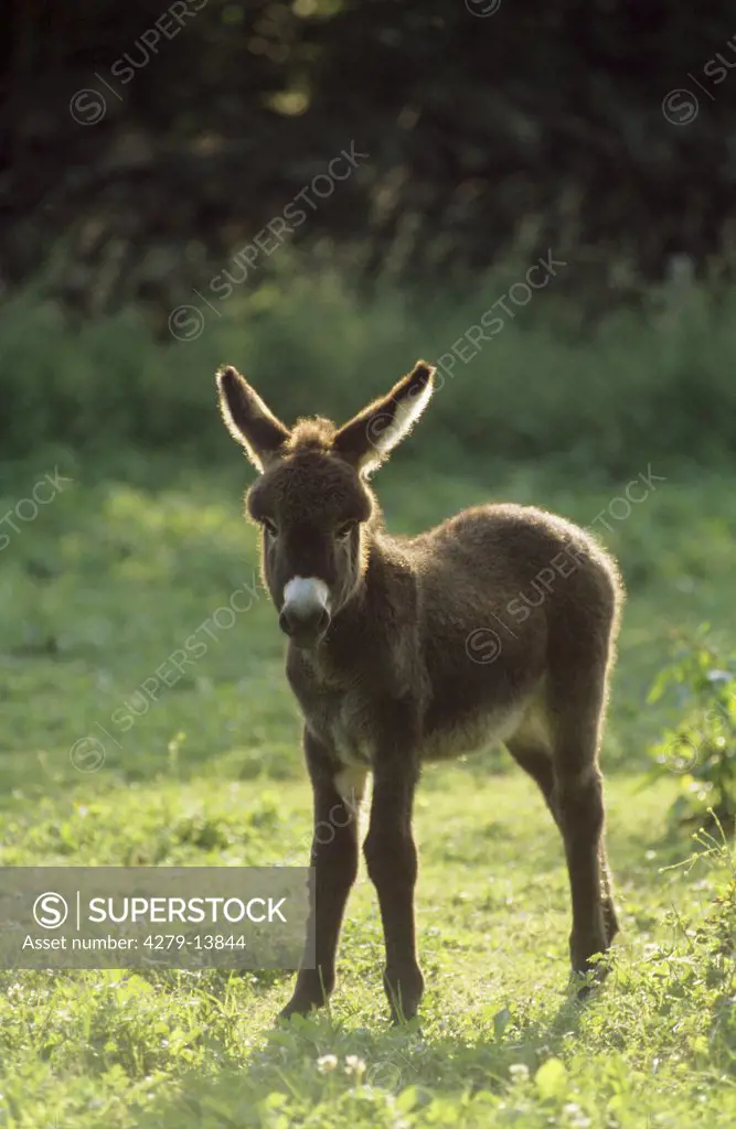 donkey foal - standing on meadow