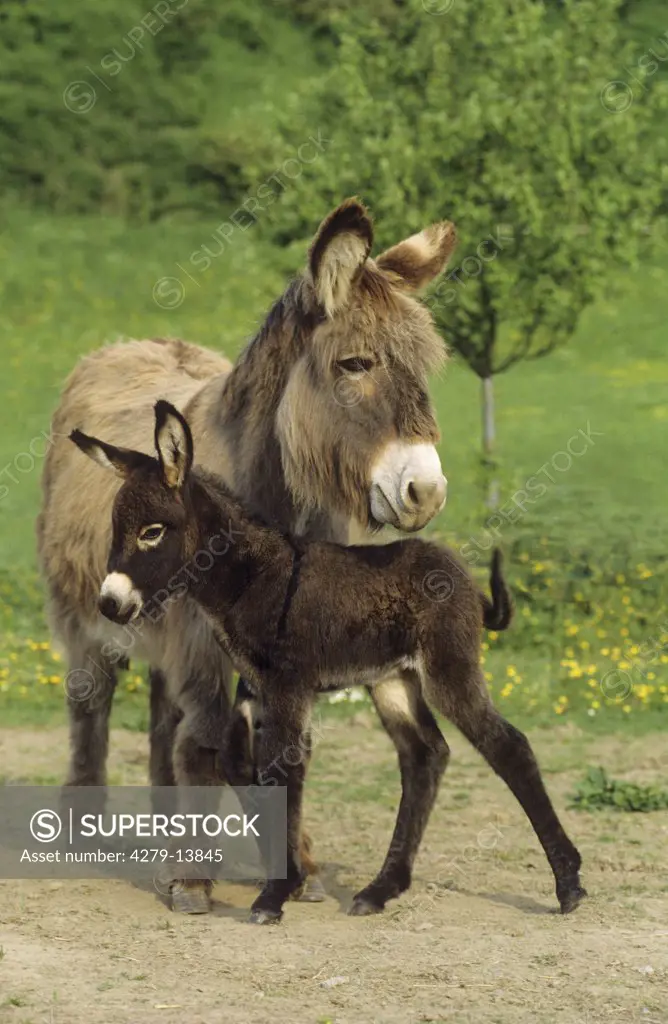 donkey with foal