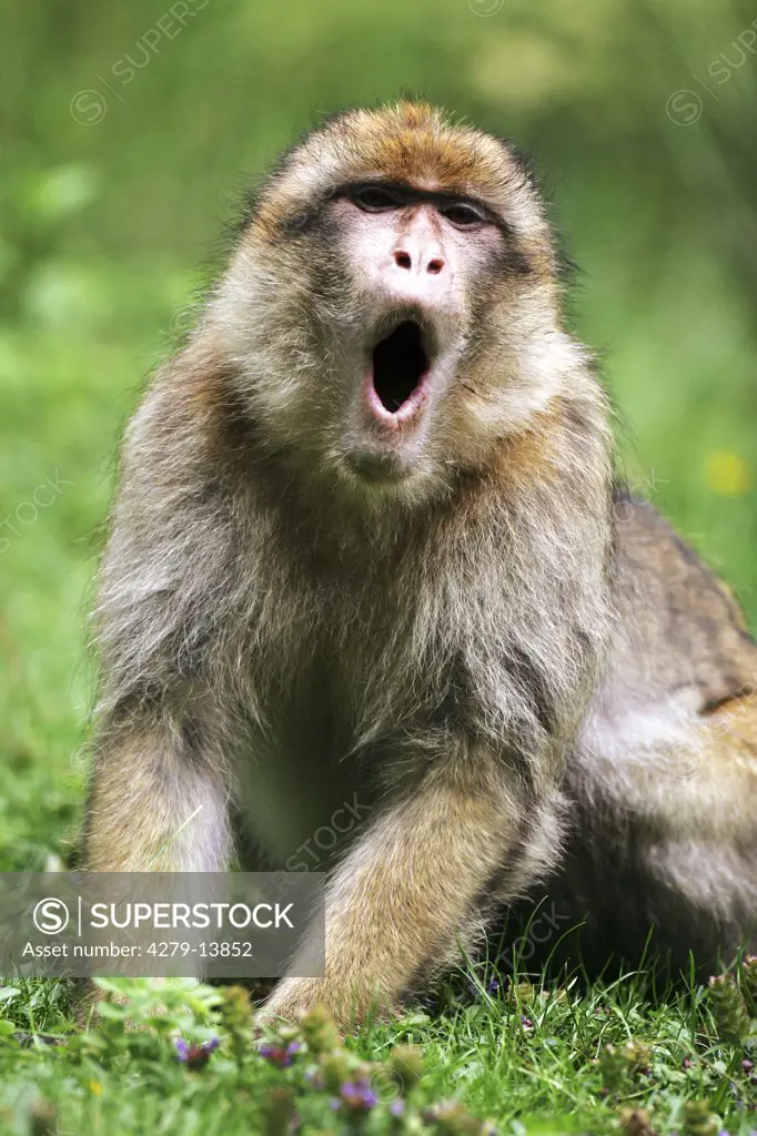 barbary ape, macaque - gaping, Macaca sylvanus