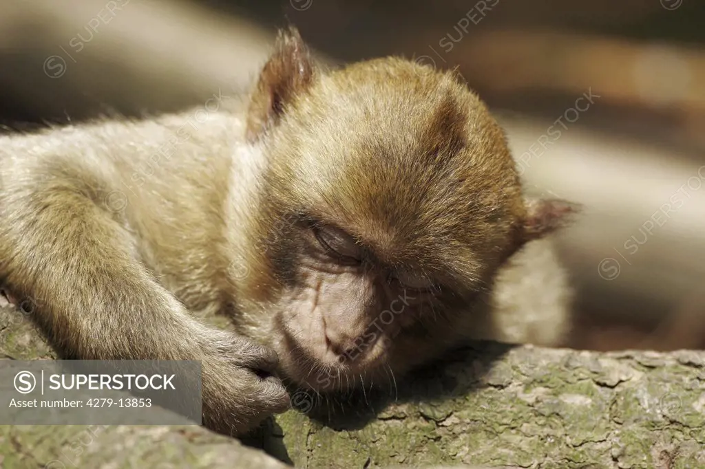 barbary ape, macaque - asleep, Macaca sylvanus