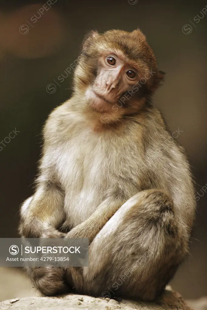 barbary ape, macaque - sitting, Macaca sylvanus
