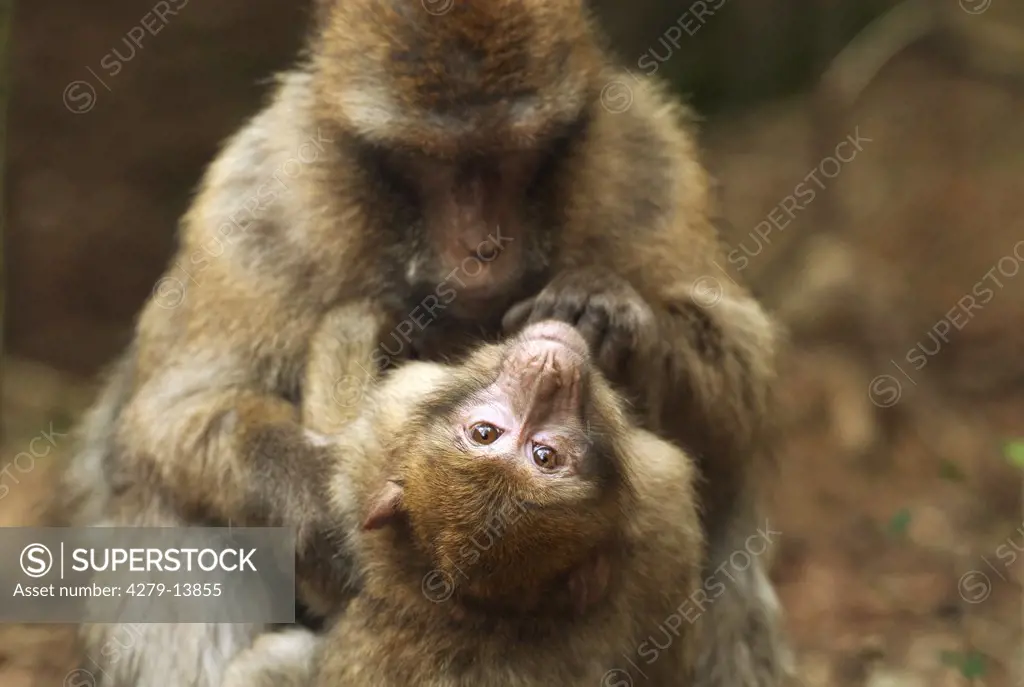 two barbary apes, macaques, Macaca sylvanus