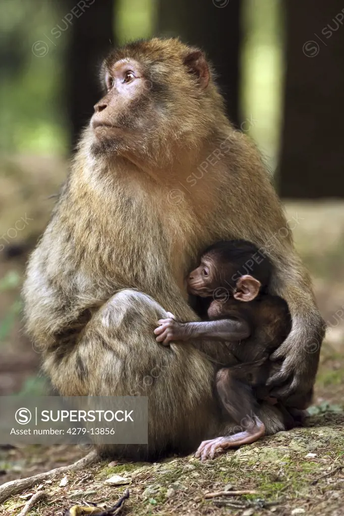 barbary ape, macaque - with cub, Macaca sylvanus