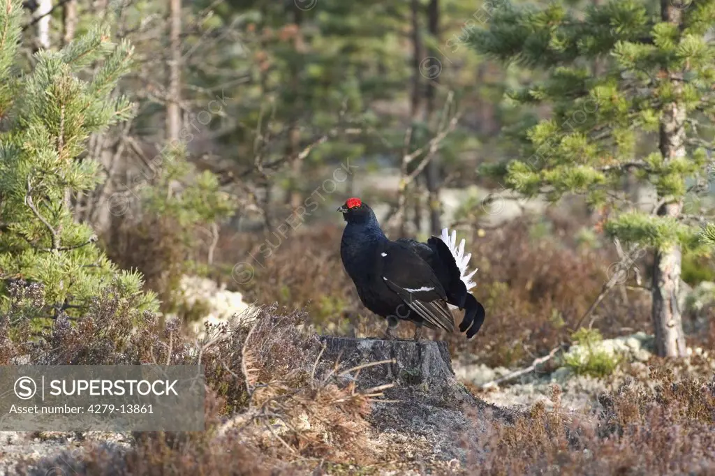 black grouse - standing in forest, Lyrurus, Tetrao tetrix