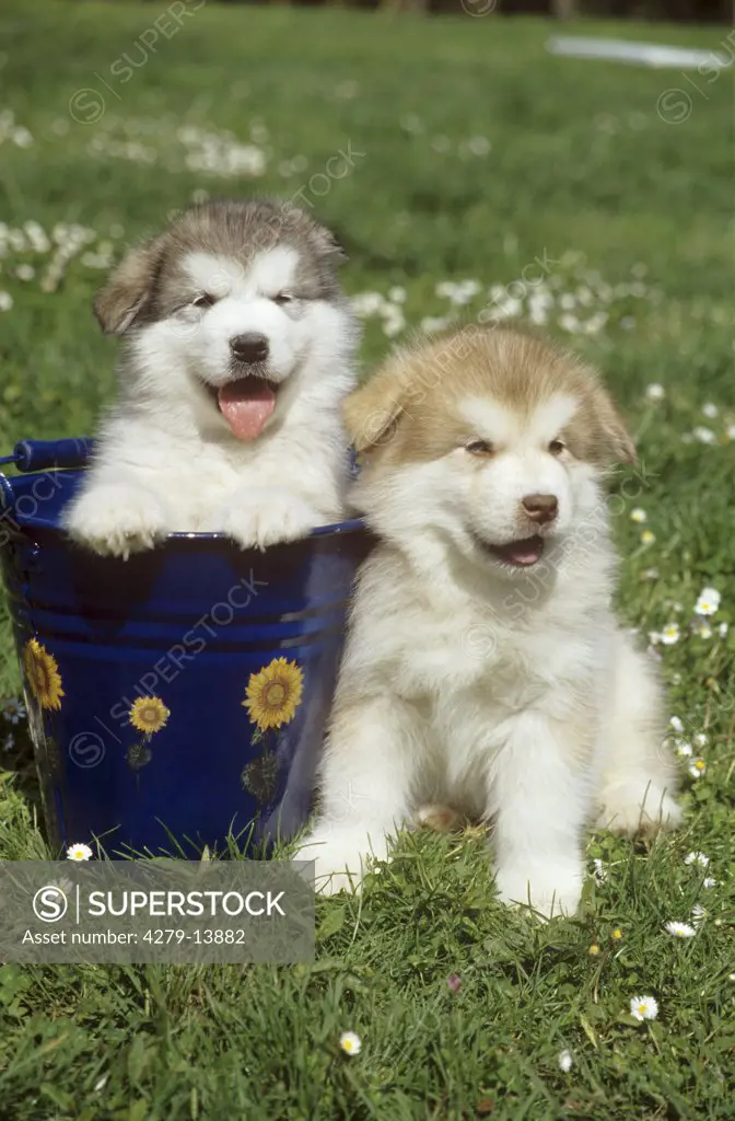 two Alaskan Malamute puppies - on meadow