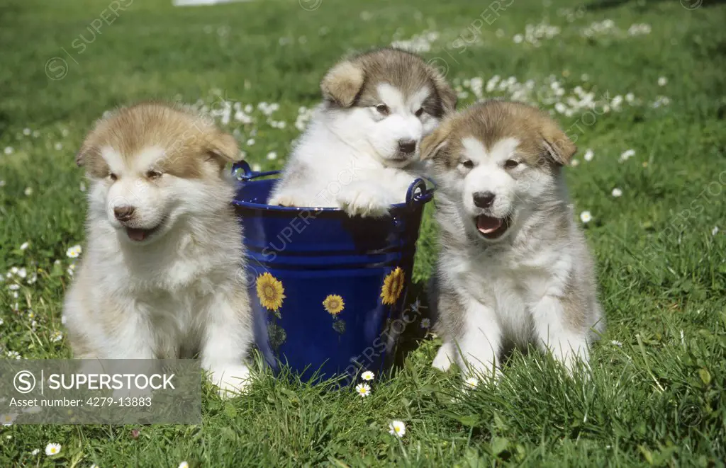 three Alaskan Malamute puppies - on meadow