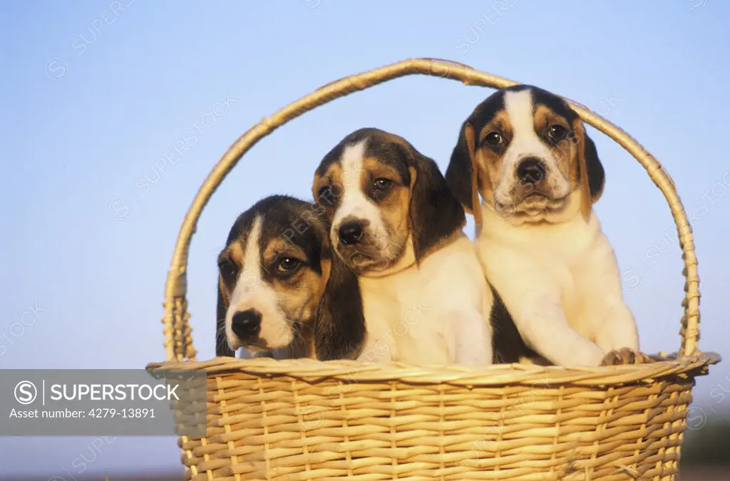 three Anglo - francais de petite venerie puppies - in basket