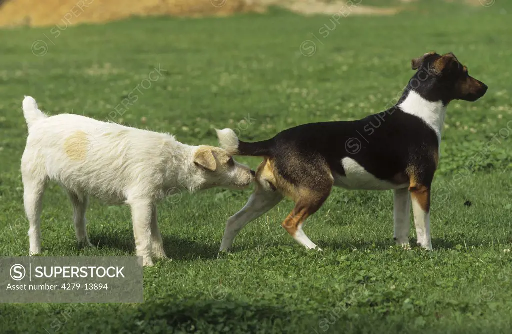 two dogs sniffing at each other