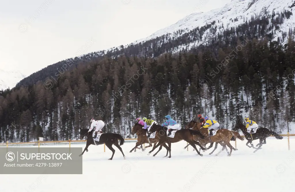horse racing in snow - in St. Moritz