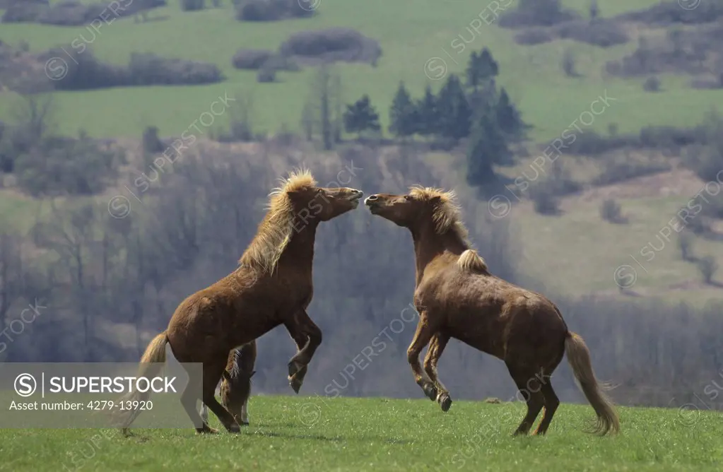 two Haflinger horses - playing on meadow