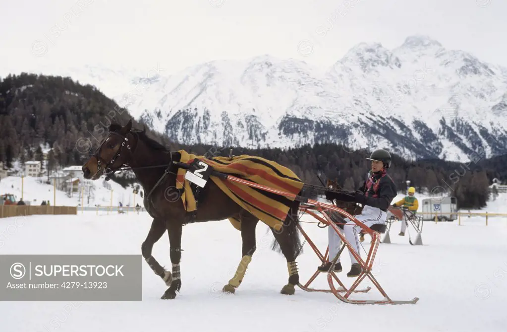 trotting race in snow - in St. Moritz
