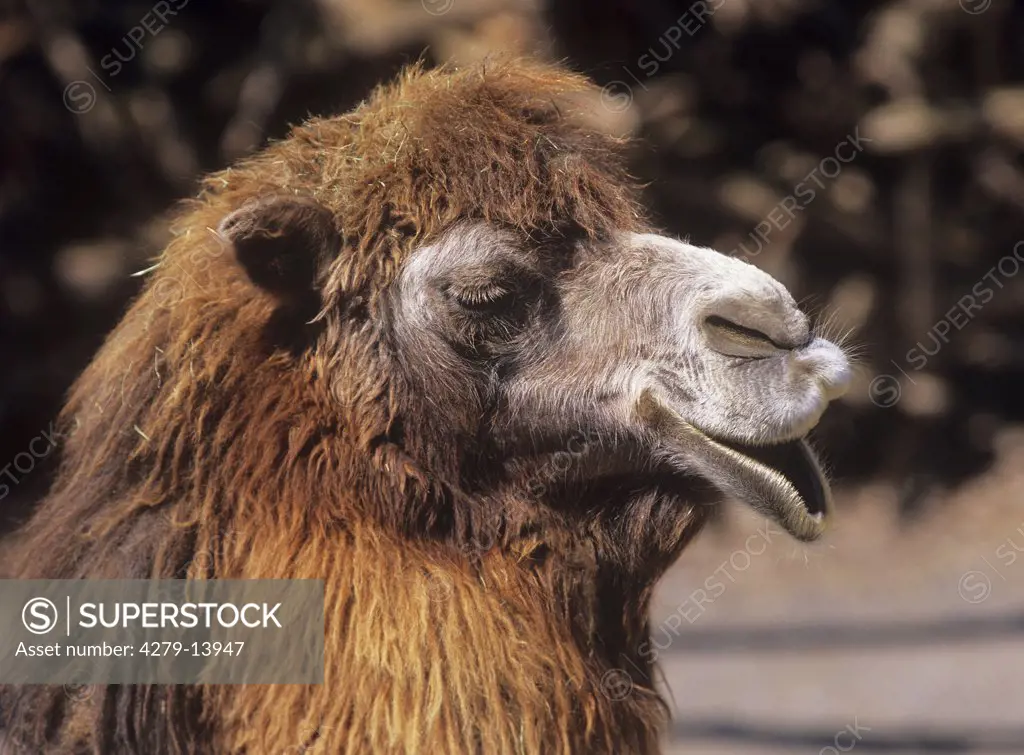 bactrian camel, two - humped camel - portrait, Camelus bactrianus