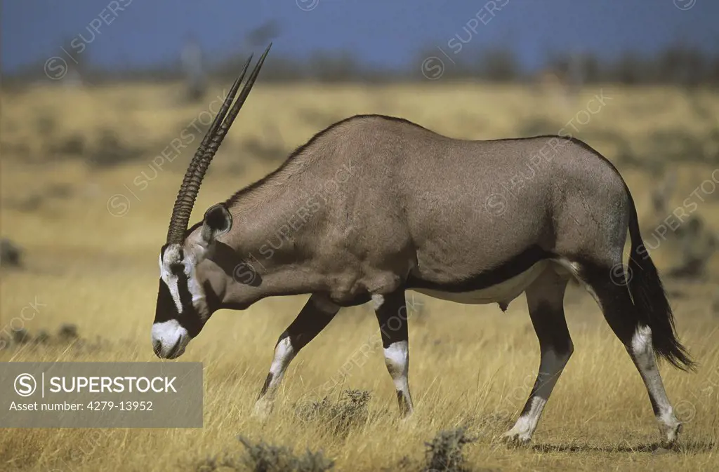 Oryx - walking lateral, Oryx