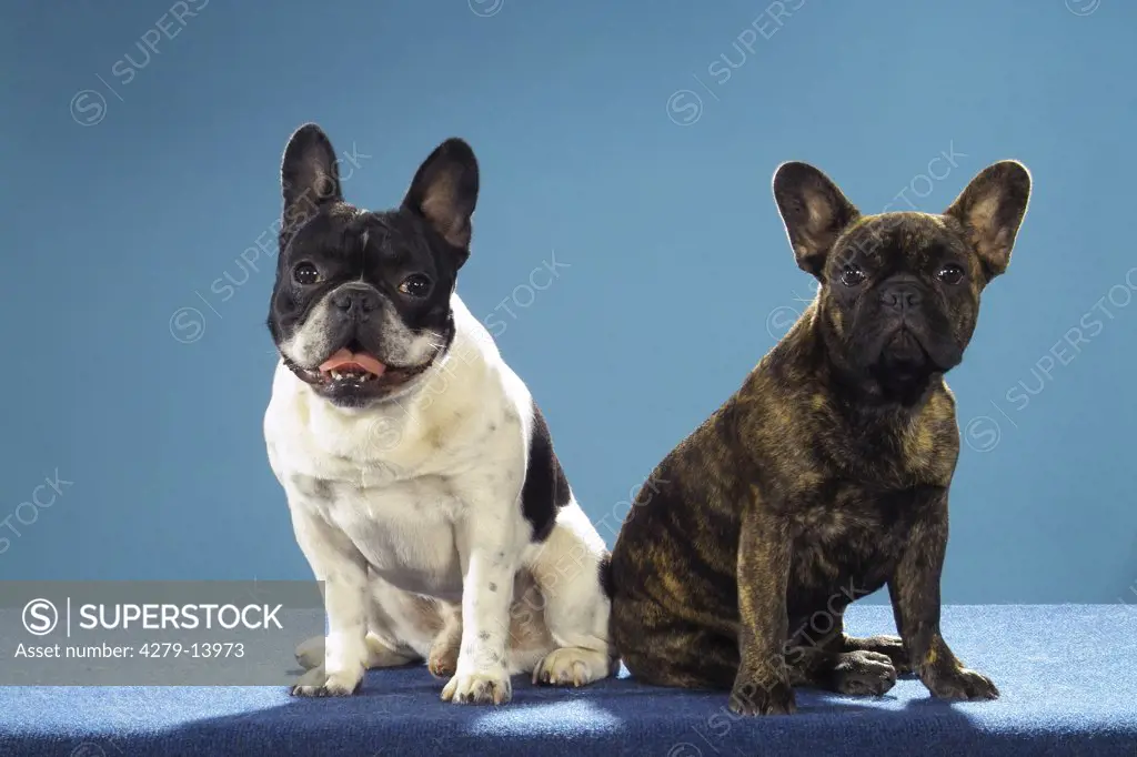two French bulldogs - sitting