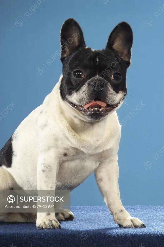 French bulldog - sitting