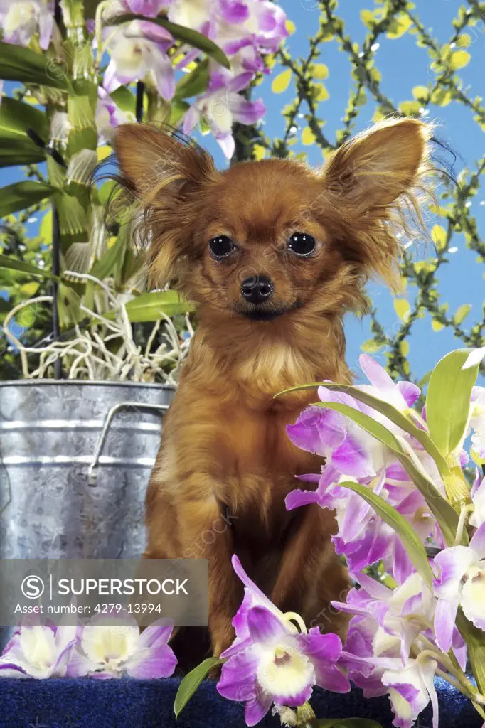 Russian Toy Terrier - sitting next to flowers
