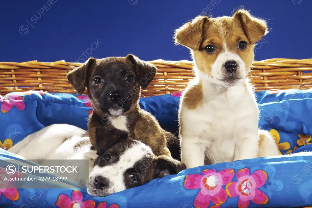 three Jack Russell Terrier puppies - on dog sofa