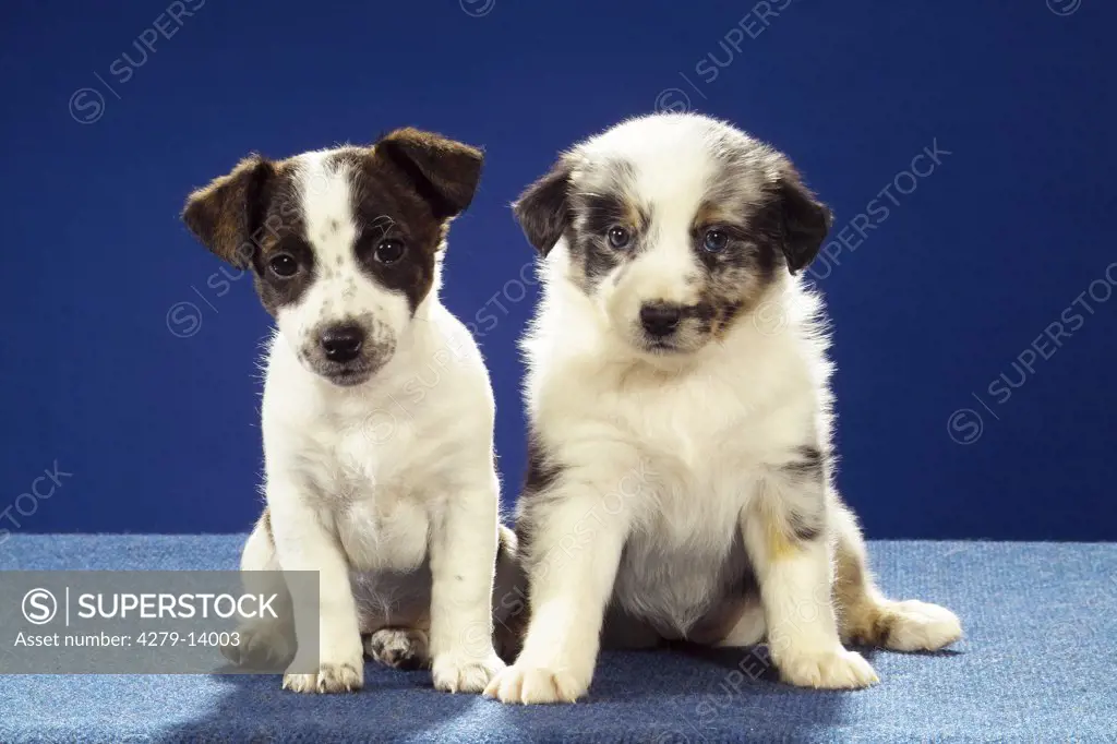 Jack Russell Terrier puppy and Australian Shepherd puppy - sedentary