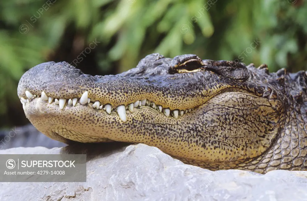 American alligator - portrait, Alliagtor mississippiensis