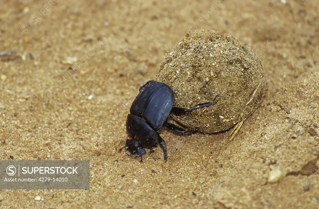 Pillendreher - dreht Kugel, scarab beetle - twisting ball, Scarabaeidae