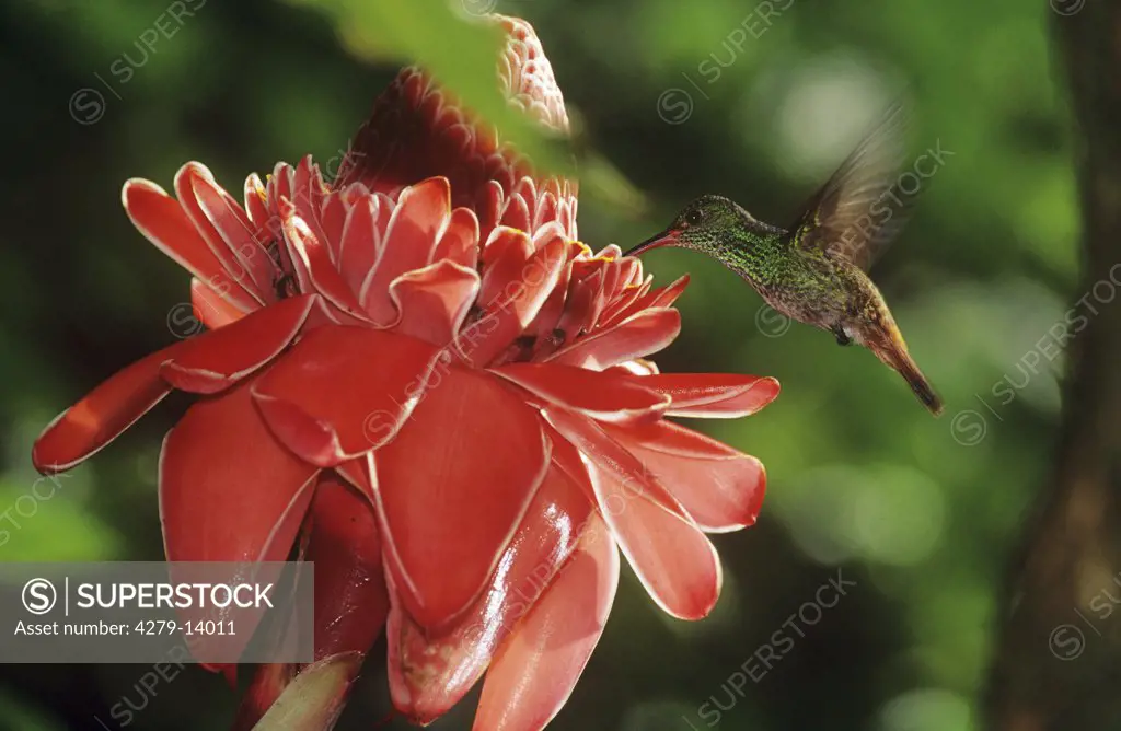 Braunschanzamazilie an Bl¸te, rufous-tailed hummingbird, Amazilia tzacatl
