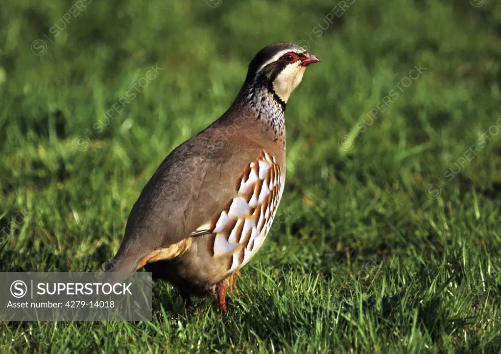 red-legged partridge - standing on meadow, Alectoris rufa
