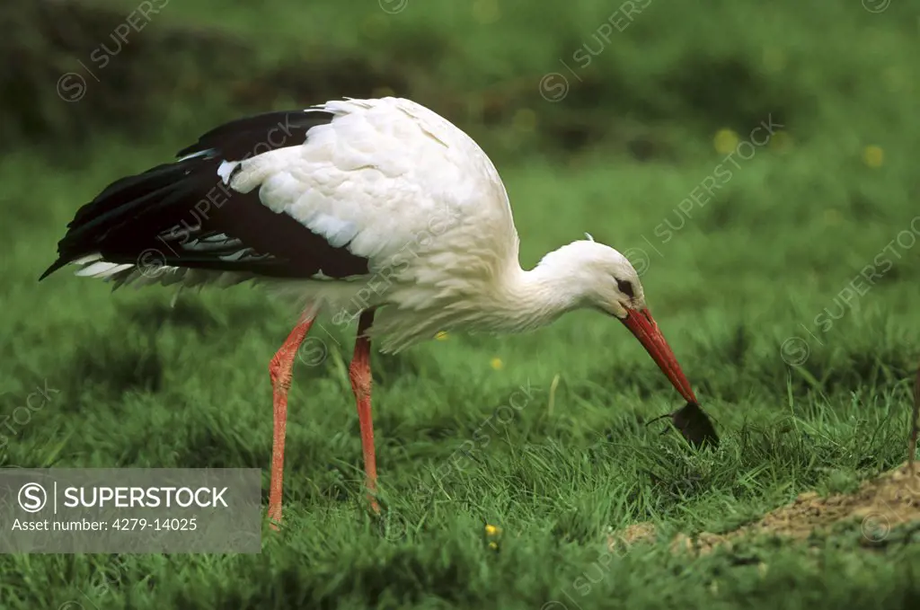 white stork with prey, Ciconia ciconia