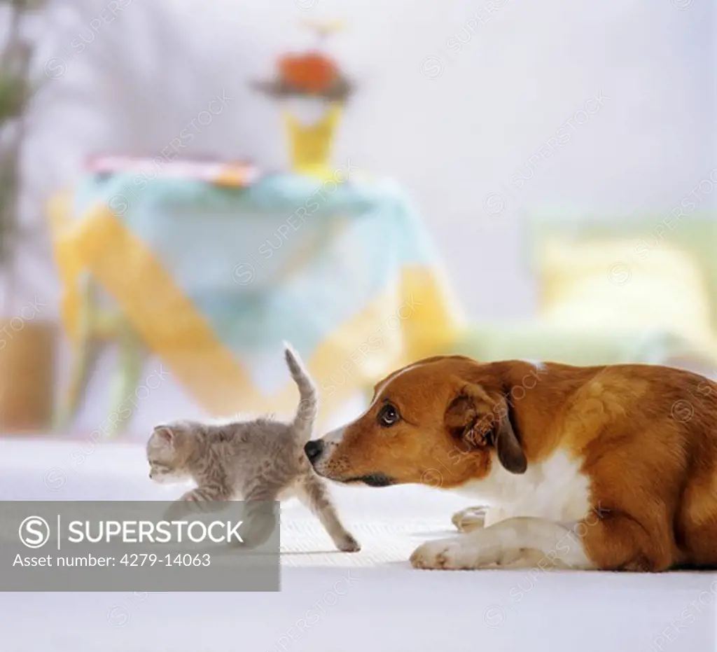 animal friendship : hybrid dog and British Shorthair kitten