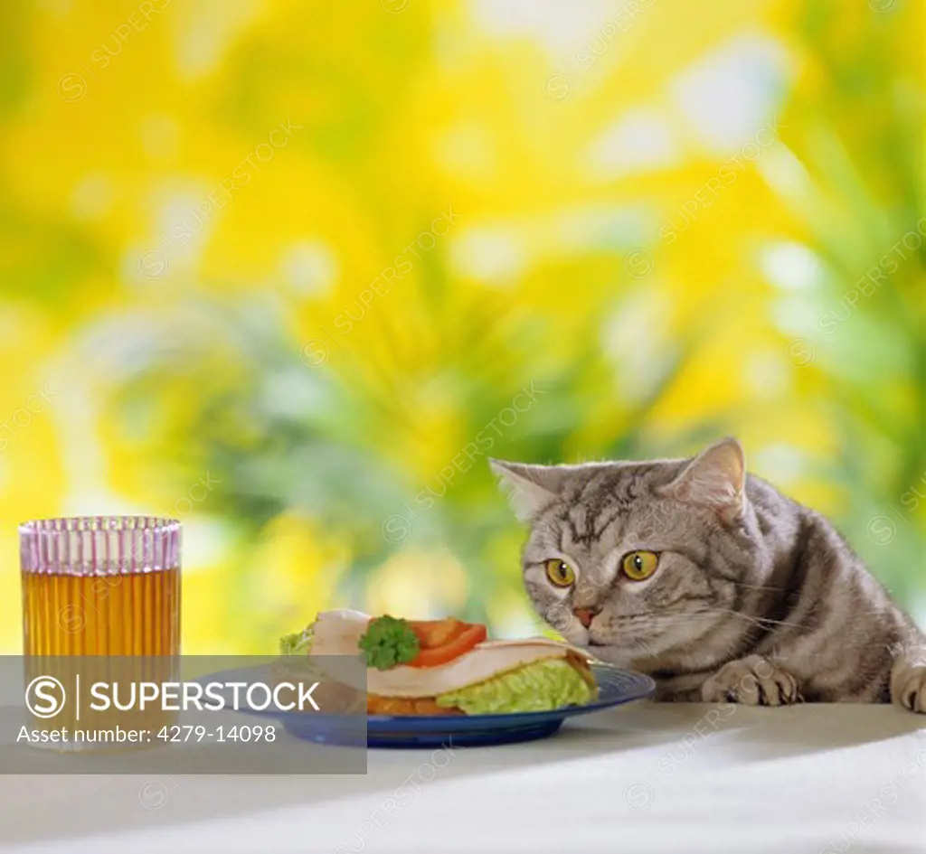 British Shorthair cat at table