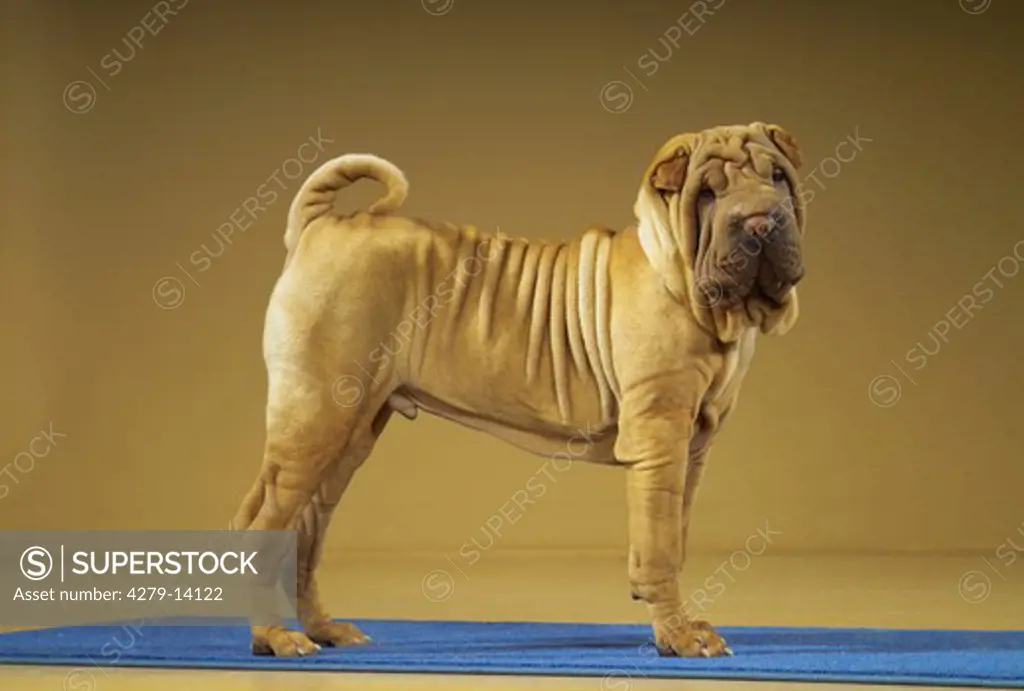 Shar Pei - standing lateral - cut out