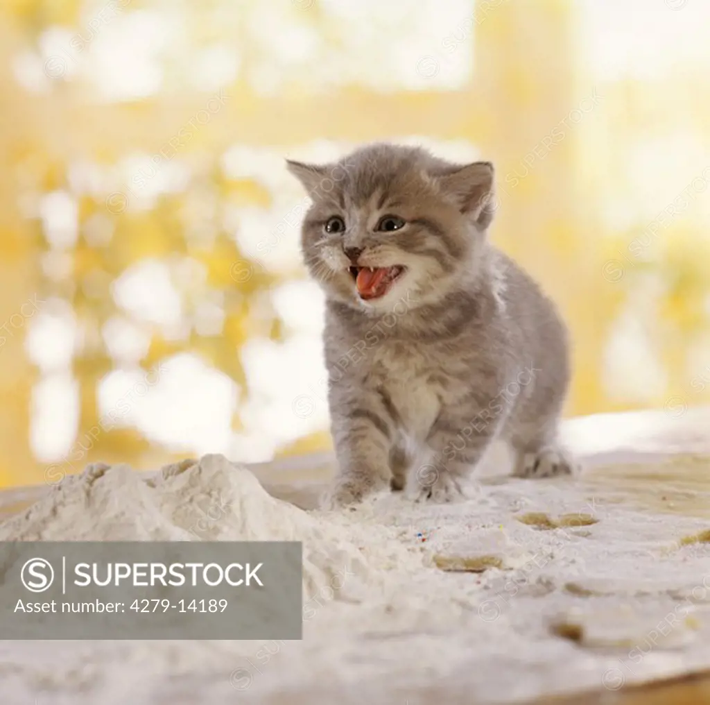 British Shorthair kitten - standing on table with flour