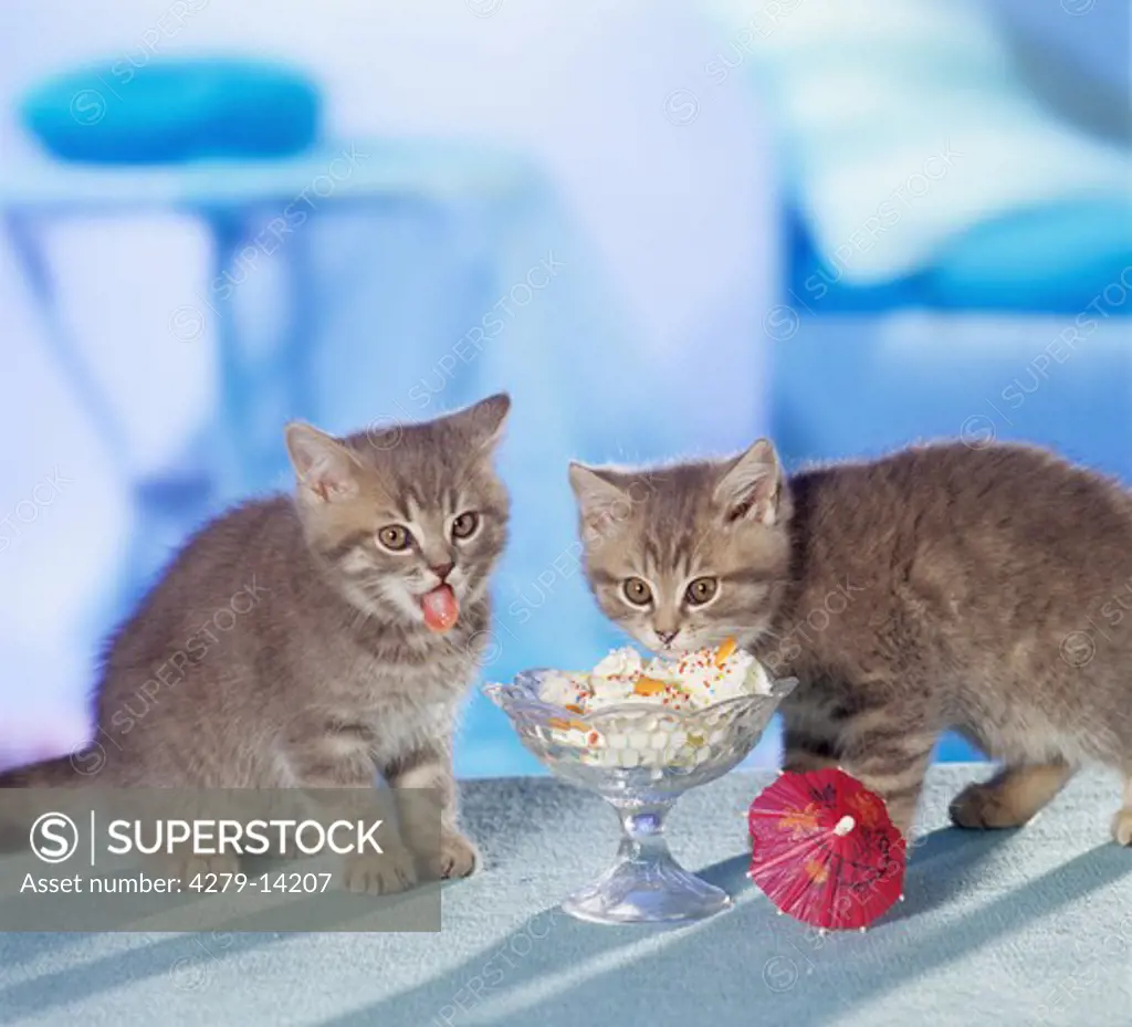 two British Shorthair kittens at sundae