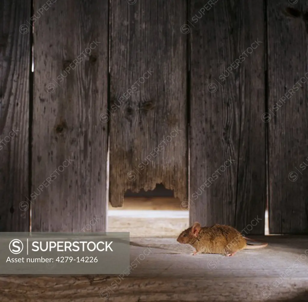 mouse in woodshed