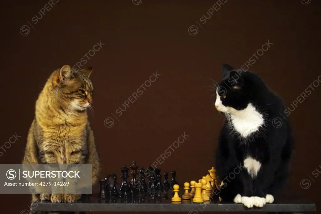two domestic cats with chess