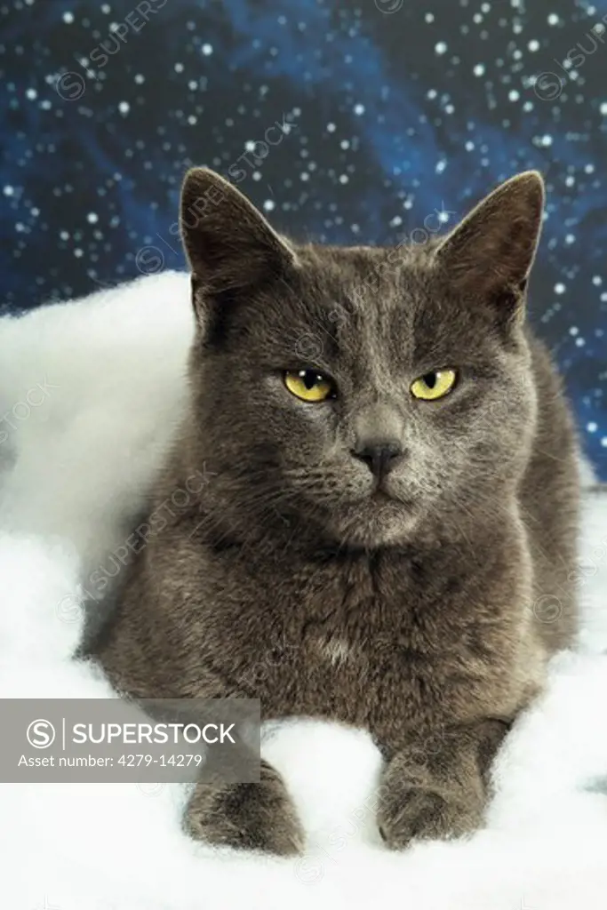Carthusian cat - lying in snow