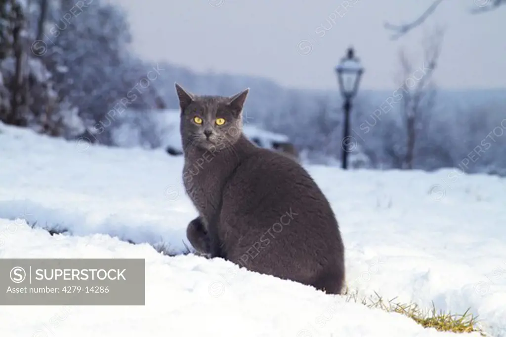 Carthusian cat - sitting in snow