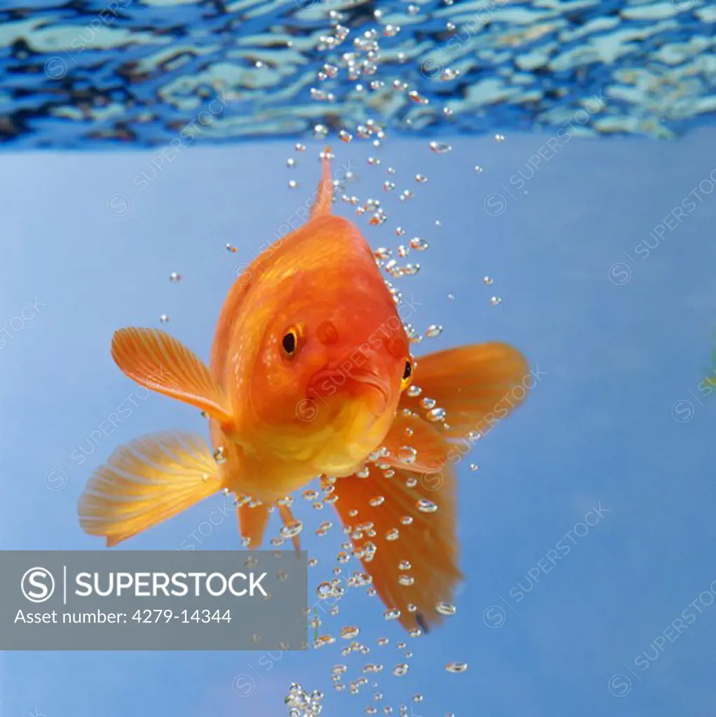 goldfish, Carassius auratus