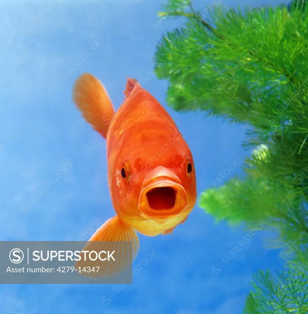 goldfish, Carassius auratus