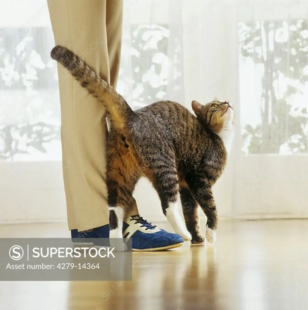 bahaviour : cat rubbing against legs - bootlick or beg