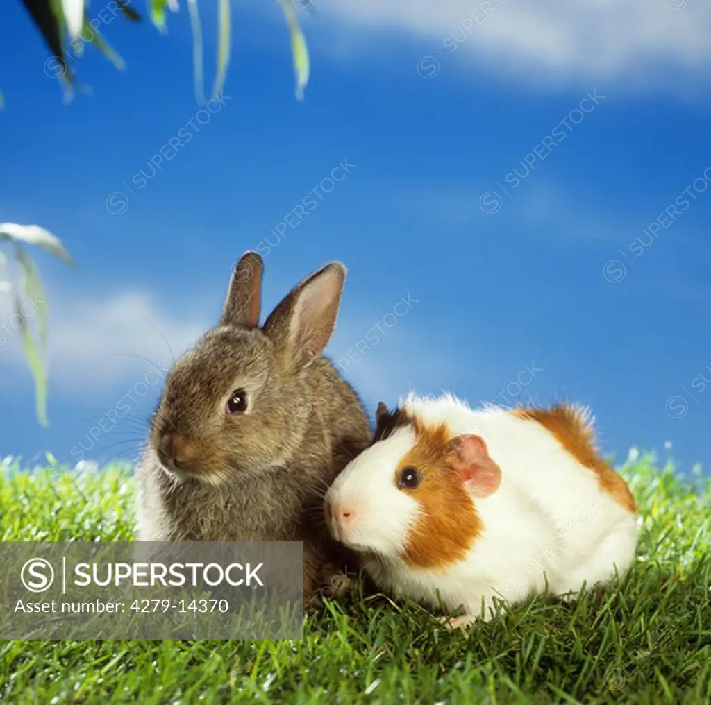 pygmy rabbit, golden hamster  and guinea pig